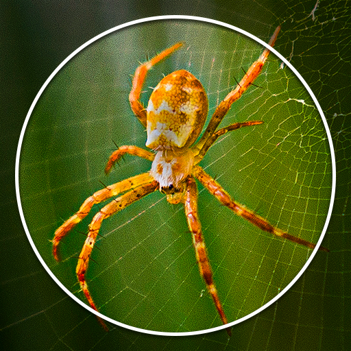 Spider Identifier: Insect ID