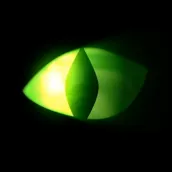 Stalker Cat Live Wallpaper