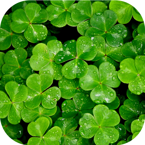 Papéis de parede de Shamrock