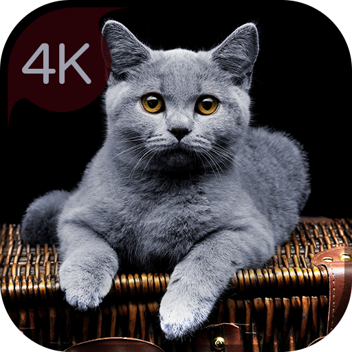 你的 4K 貓壁紙