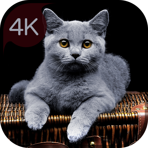 你的 4K 貓壁紙