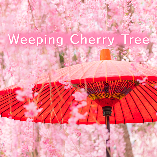 Weeping Cherry Tree +HOME