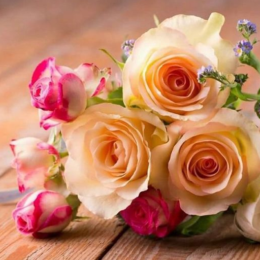 Beautiful Flowers & Roses Pics