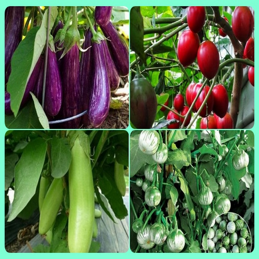 cultivation of eggplant