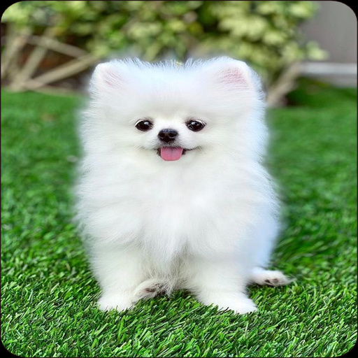 Pomeranian Dog Wallpapers