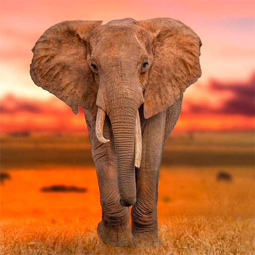 Elephant HD Wallpapers