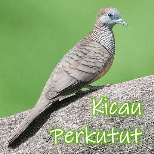 Kicau Burung Perkutut Offline