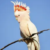 Cockatoo Bird Ringtones