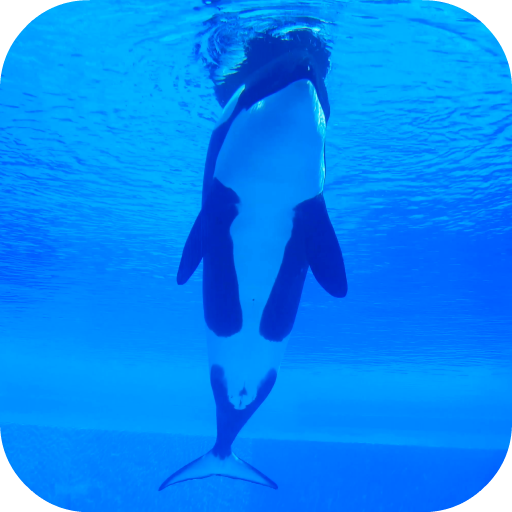 Orca Killer Whale Video Wallpa