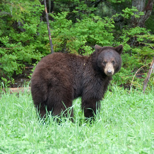 Ours
