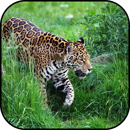 Jaguar wallpapers