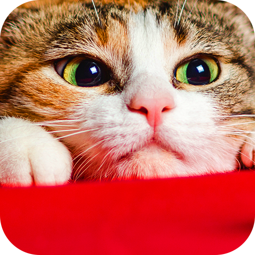 Wallpaper : Kucing