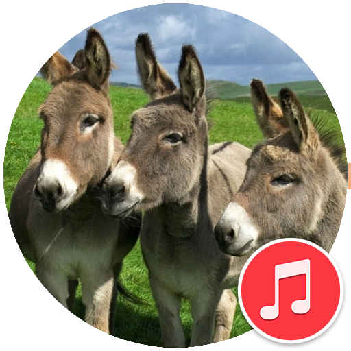 Donkey Sounds