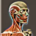 3D人体解剖学アトラス
