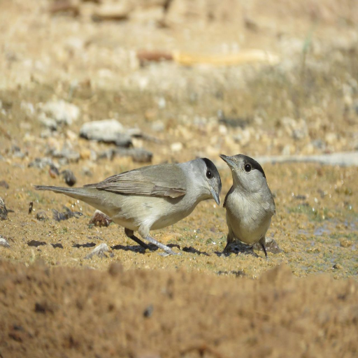 Blackcap