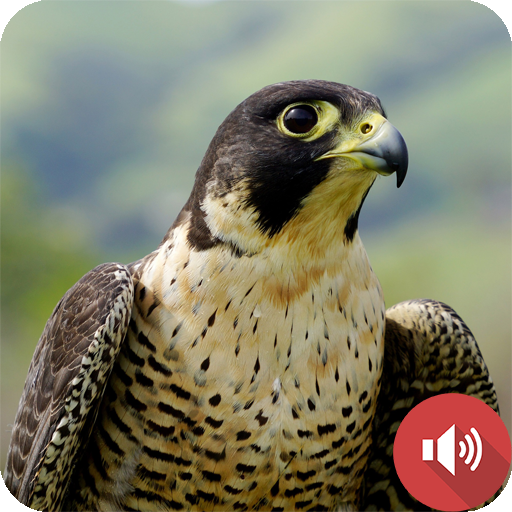 Peregrine Falcon Sounds