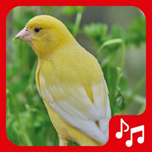 Canary Sounds. nice songs.