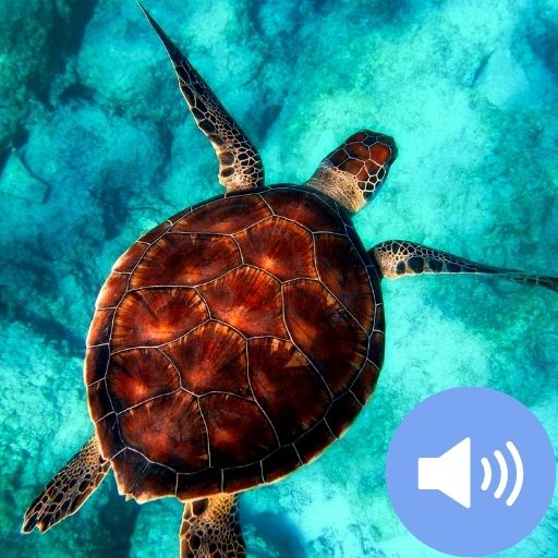 Turtle Sounds and Wallpapers