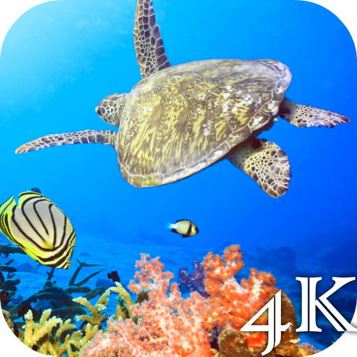 Turtle 4K Live Wallpaper