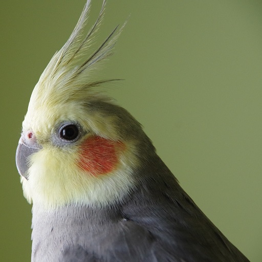 Cockatiel bird Wallpapers