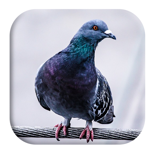 Pigeon Sounds