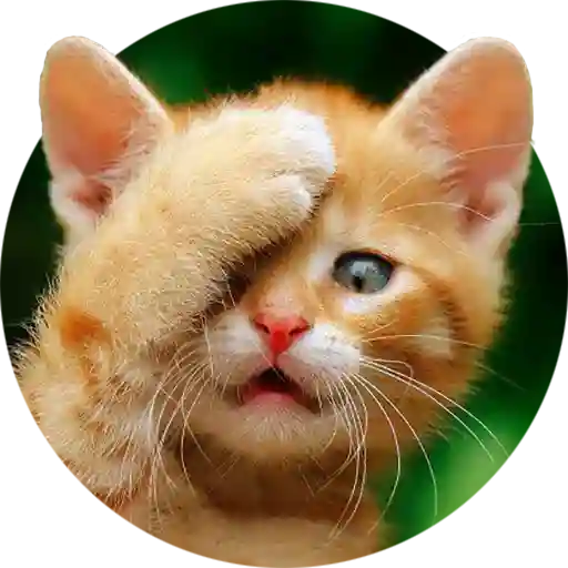 Funny Cat Stickers - WASticker