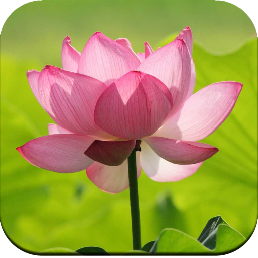 Lotus Flower Wallpaper