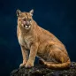 Mountain Lion Call Sounds