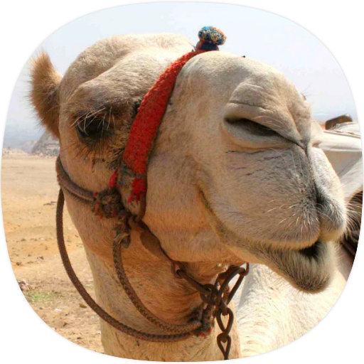 Camel Sounds