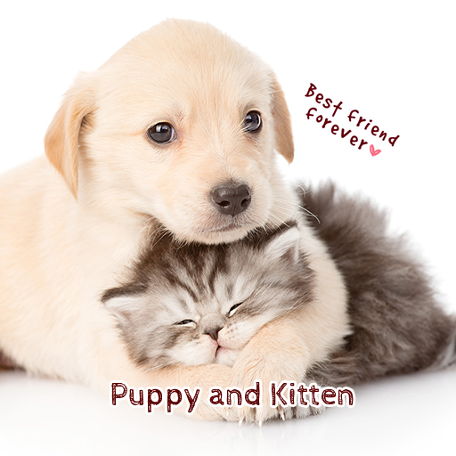 Puppy and Kitten Theme