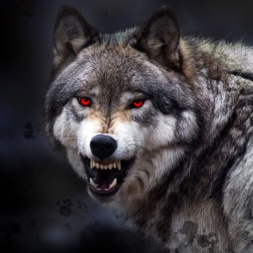 Wallpaper de lobo HD: Fundos