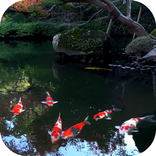 Koi Fish Live Video Wallpaper