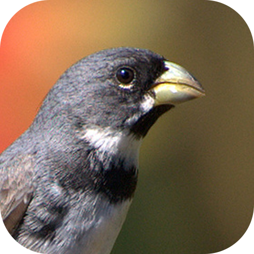 Collar Bird Corners