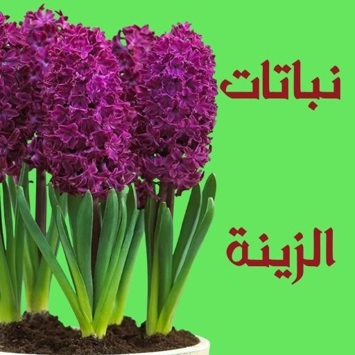 نباتات الزينة