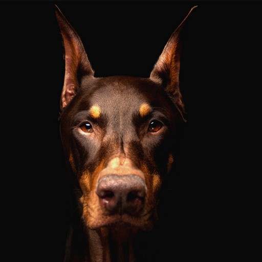 Doberman các hình nền