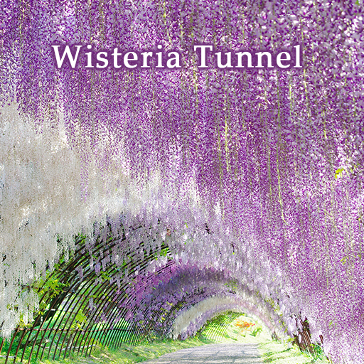Wisteria Tunnel Theme +HOME