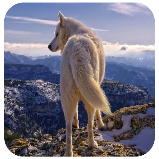 Wolf Wallpaper Live 3D HD