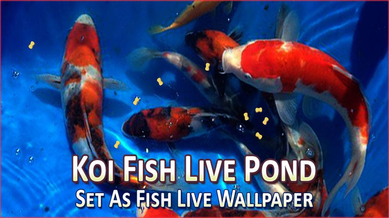 Скачать Fish Live Wallpaper 3D: Aquarium Phone Background на ПК |  Официальный представитель GameLoop