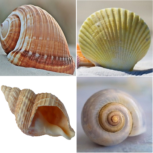 Shell identifier