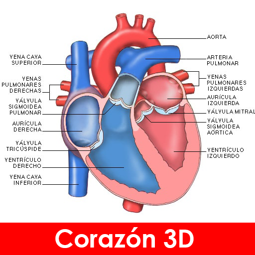 anatomia