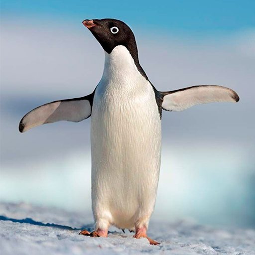 Penguin Wallpapers