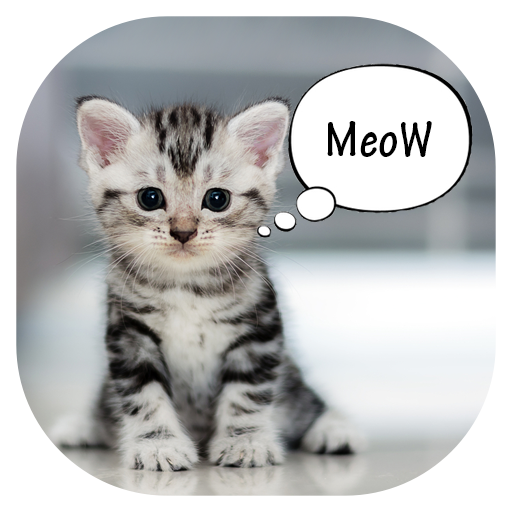 Meow Translator : How to understand your kittens