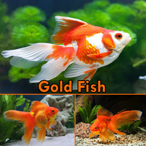 Gold Fish