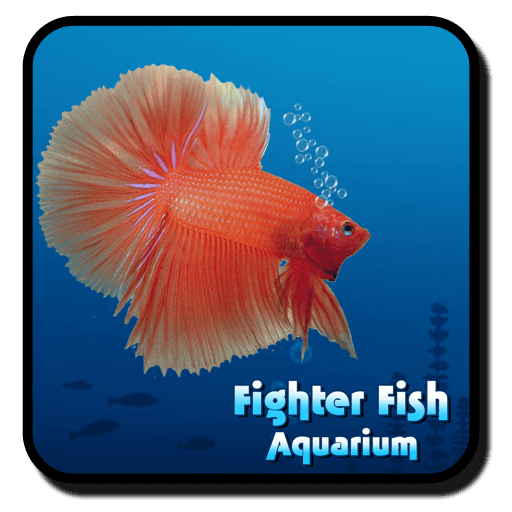 Fighter Fish Aquarium