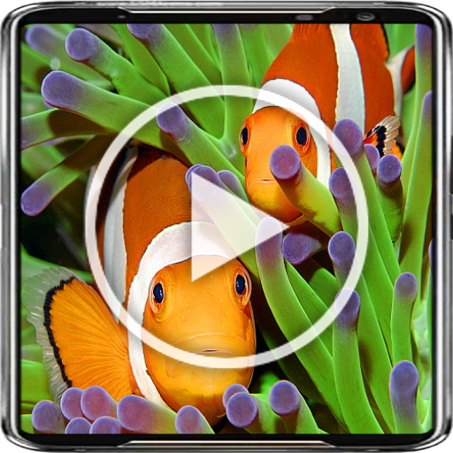 Clownfish Live Wallpaper 4K