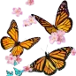 Butterflies Stickers  whastapp
