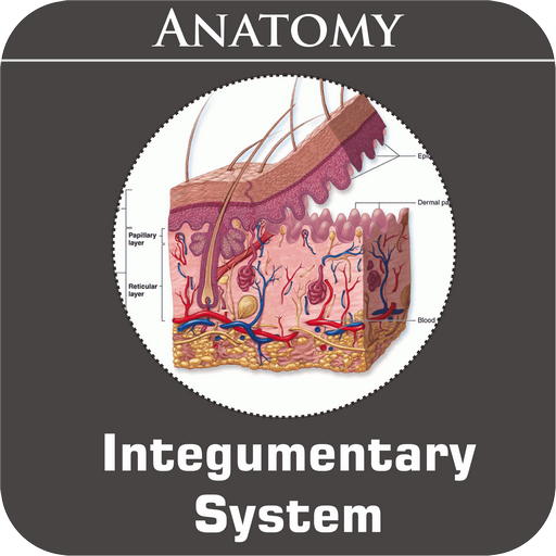 Integumentary System