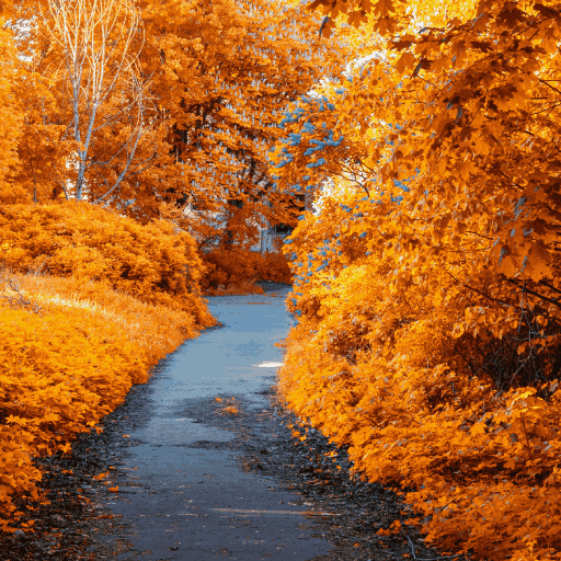 Fall wallpaper HD