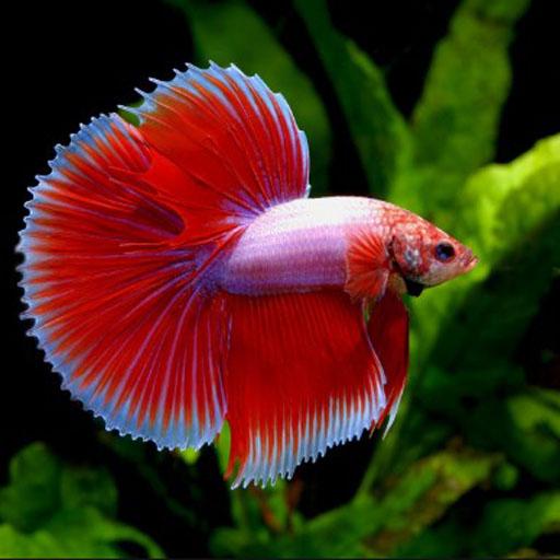 Betta Fish