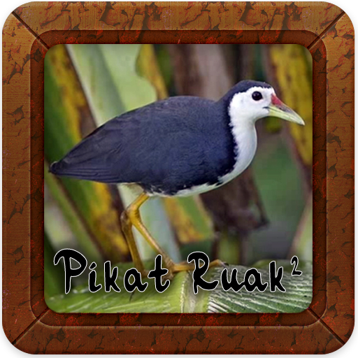 Pikatan Ruak Ruak - Suara Burung Ruak Ruak Offline